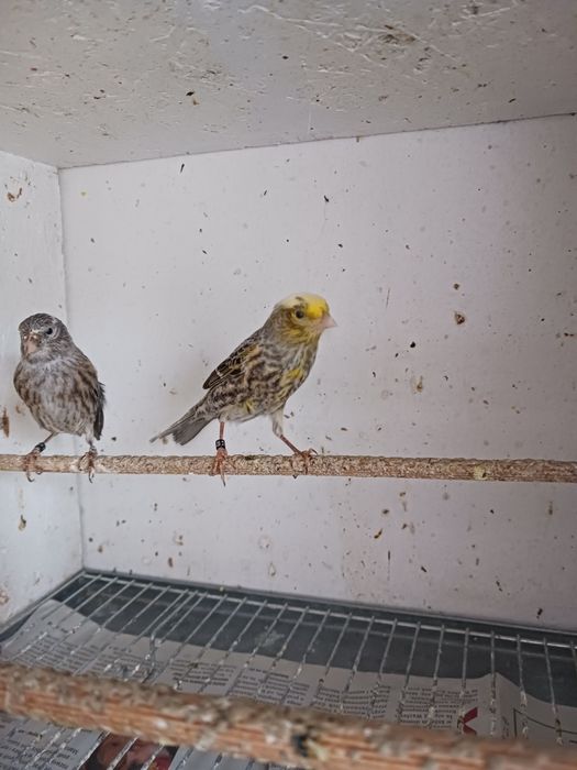 Kanarki para lizardy