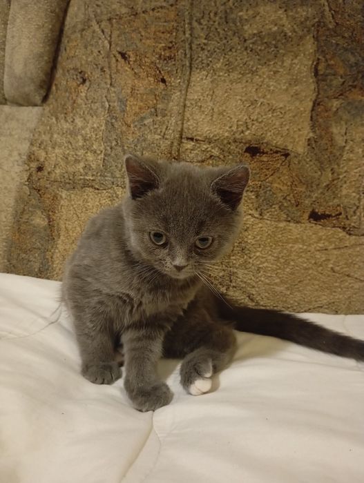 Кошенята Шотландія 1500