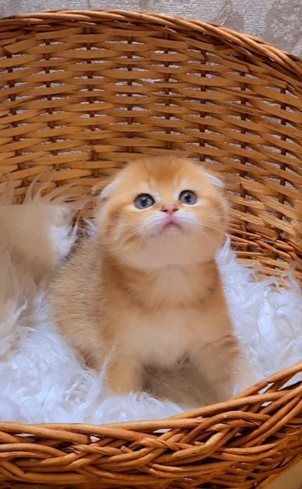 Идеальный в семью с детьми