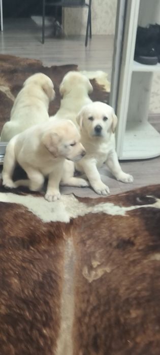 Супер подарок близтким Эксклюзивне цуценя офіційного розплідника
