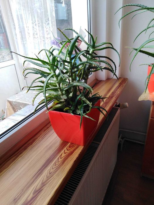 Aloes - piękny i gęsty