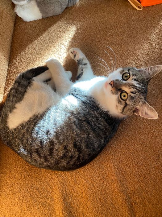 Кішка у добрі руки