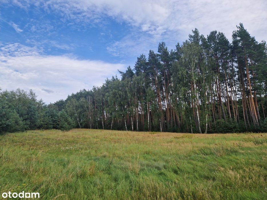 Chorzępowo działka budowlana 2295 m2 JEZIORO pod lasem MPZP Sieraków