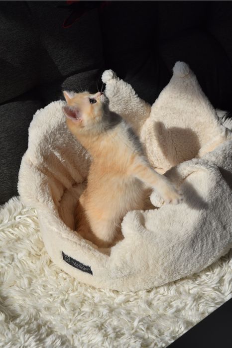 Київ, Золота Шиншилла. Дівчинка. Британка. Окрас ny12