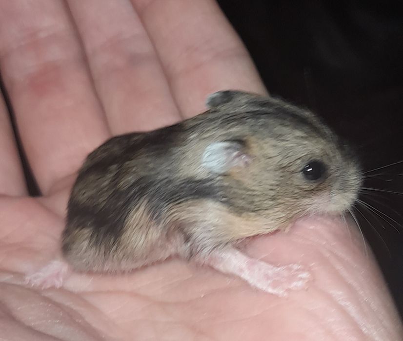 Хом'ячки джунгарики