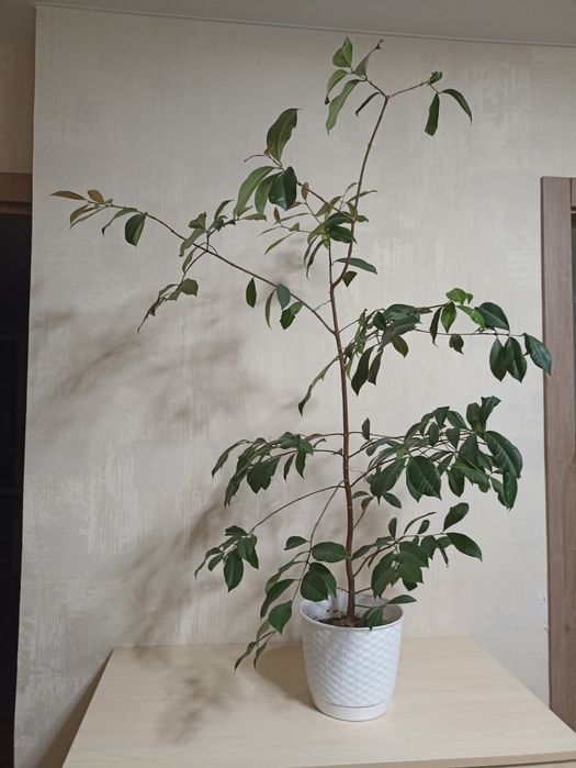 Лілі-Пілі, плодова рослина/ доросла рослина з фото