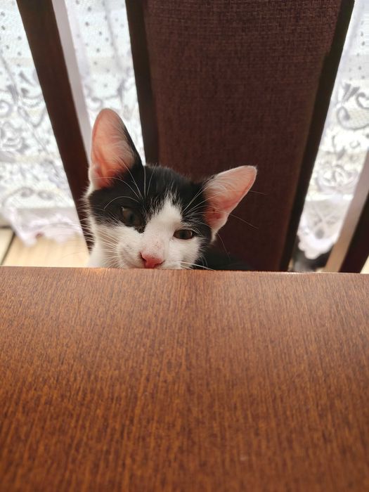Pędzi na kolana i mruczy jak traktorek – adoptuj słodkiego Oreo!