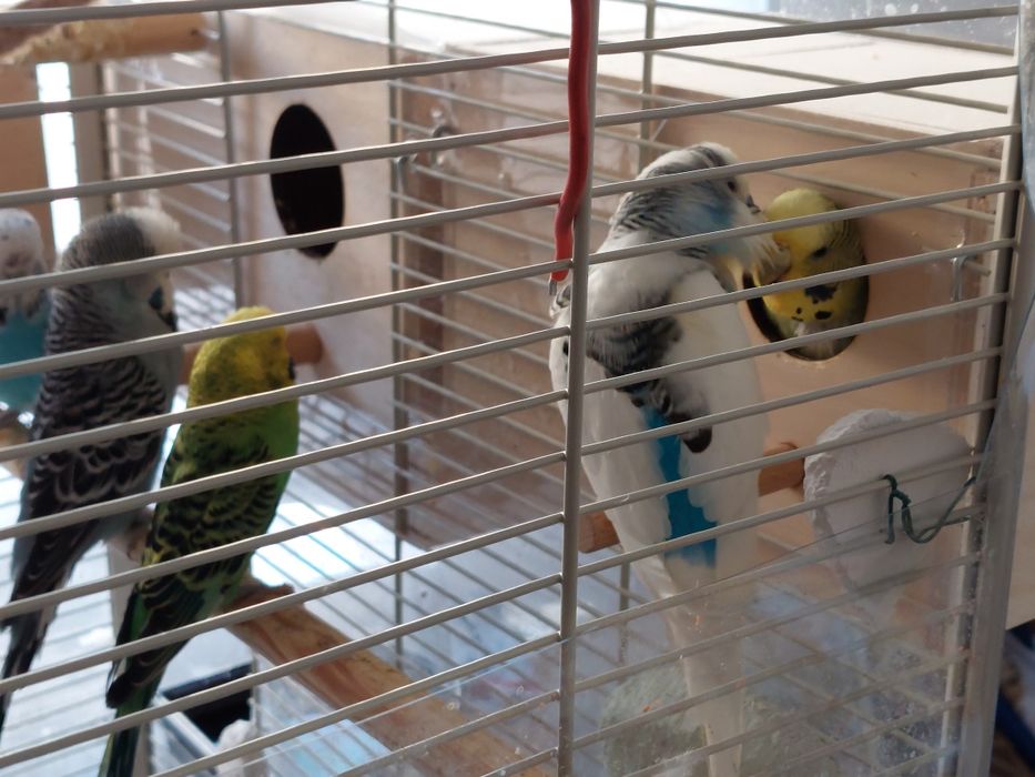 Papuga falista  młode do oswojenia