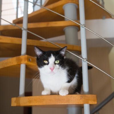 Ćwirek szuka kochającego domu