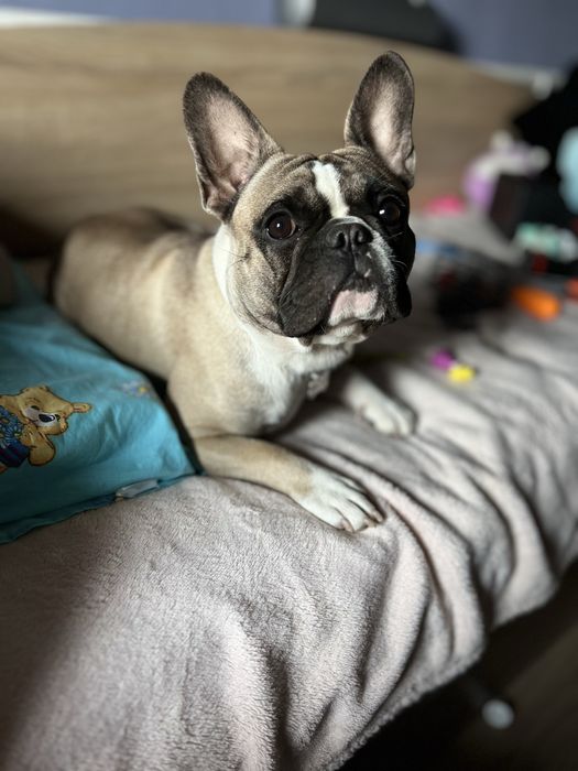 Шикарний кобель французького бульдога на вязку