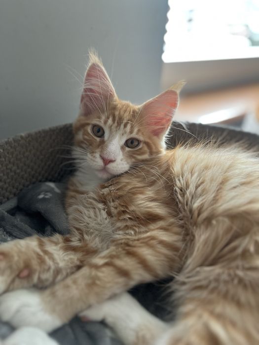 Kocięta  Maine Coon