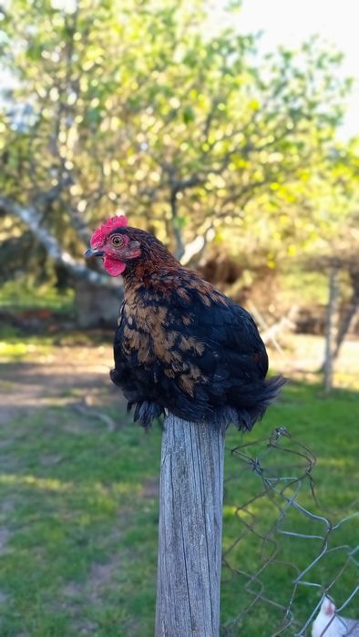 Galo Pekin - 3 meses e meio