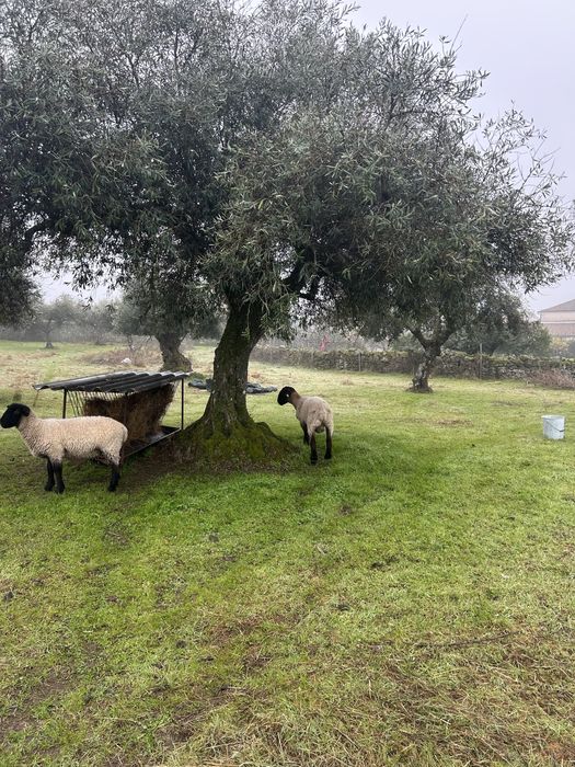 Carneiro com 2 anos Suffolk puro linha inglesa com certificado.