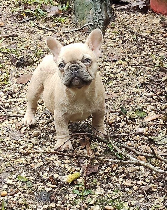 Bulldog Francês Lilac Fawn