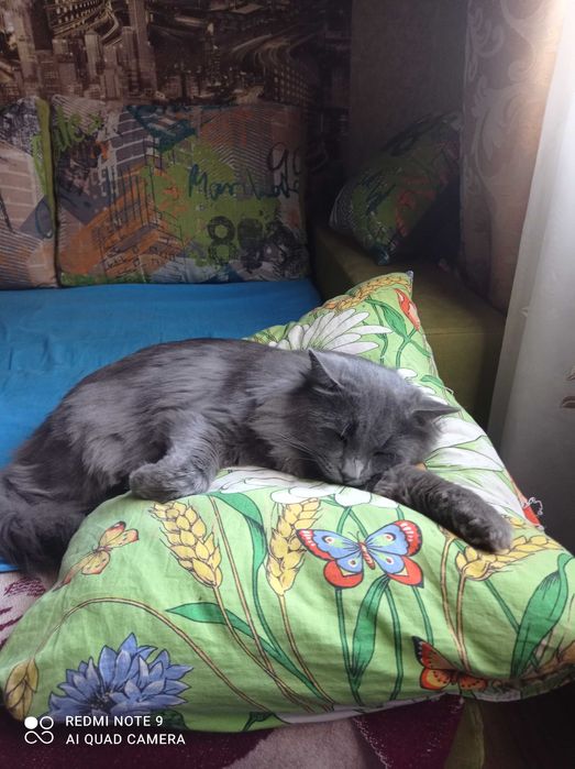 Пропал пепельный котик