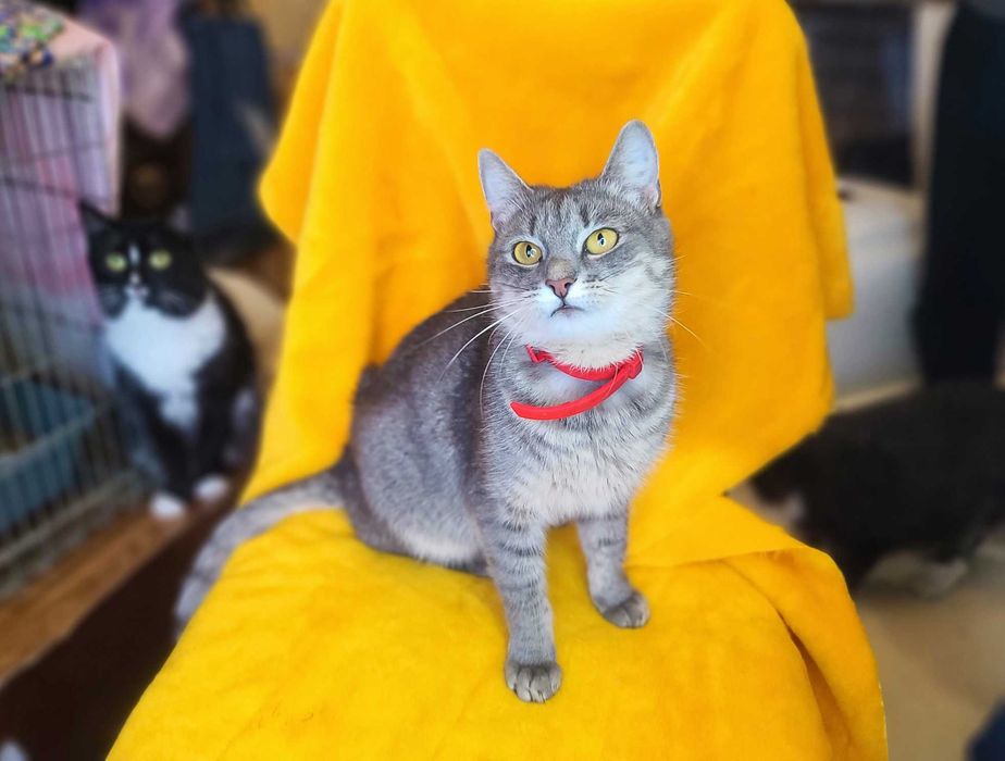 монро рысь девочка Пепельно-серая кошка Фрида, красавица и умница! (1 год, стерилизована):  Бесплатно - Бесплатно (животные и вязка) Киев на Olx