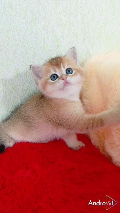 Нереально красивый котик золотая шиншилла