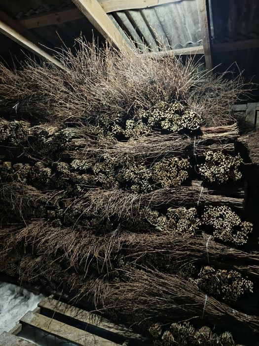 Мітла березова віник