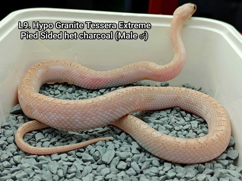 Wąż zbożowy / Hypo Granite High Tessera Pied Sided het charcoal / PIED