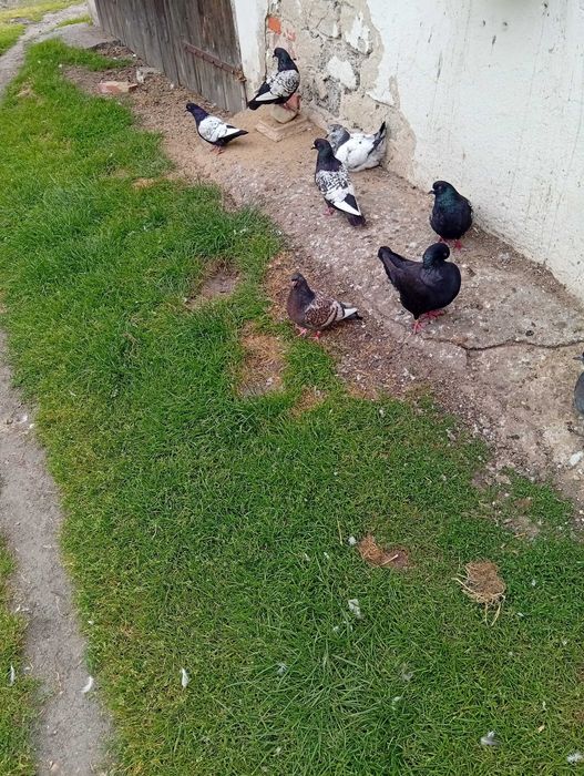 Sprzedam Gołebie Ozdobne