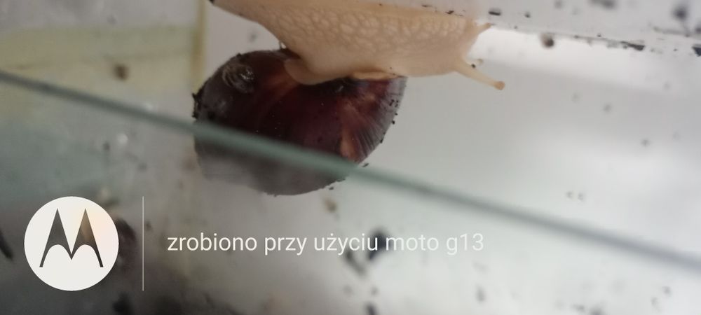 Ślimaki afrykańskie młode