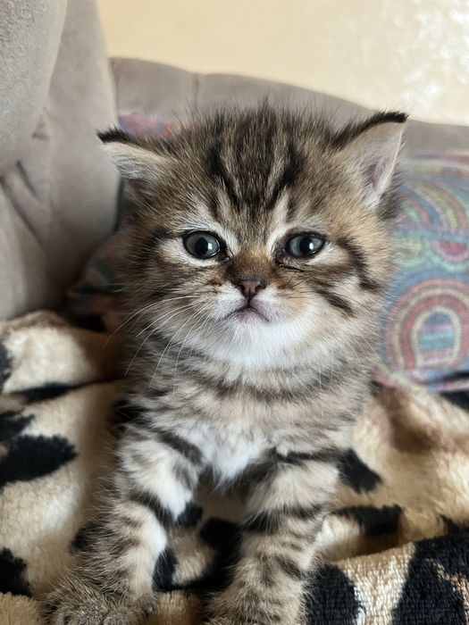 Шотландские котята