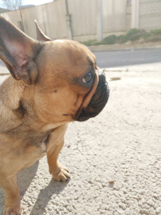 Французский бульдог приглашает на вязку