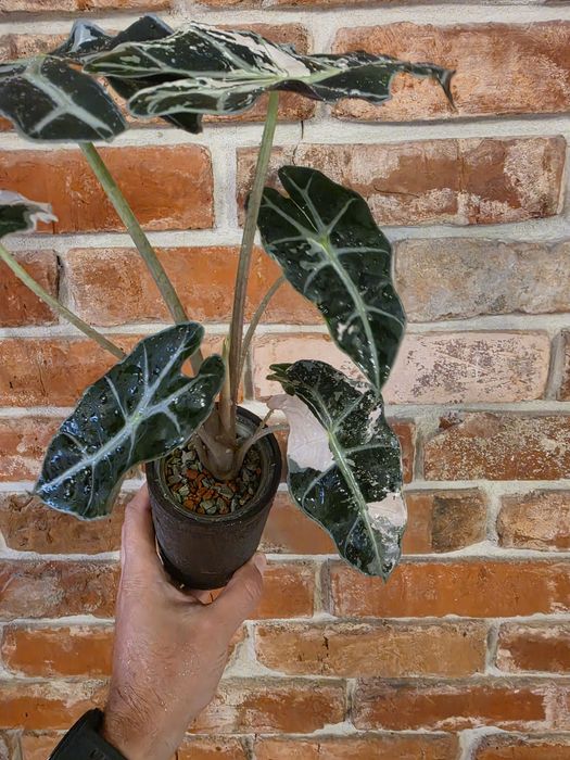Alocasia Polly Pink Varie