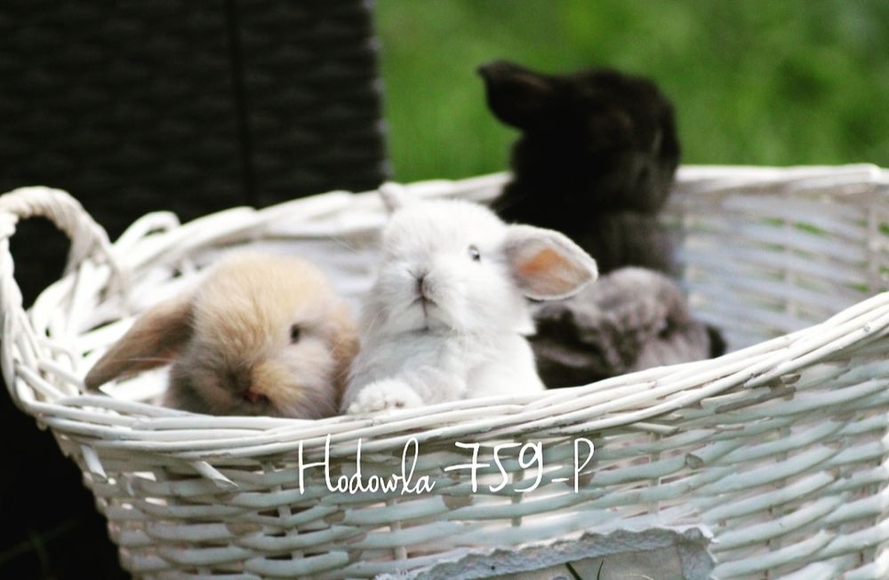 Mini lop króliki miniaturowe karzełki metryka microchip hodowla