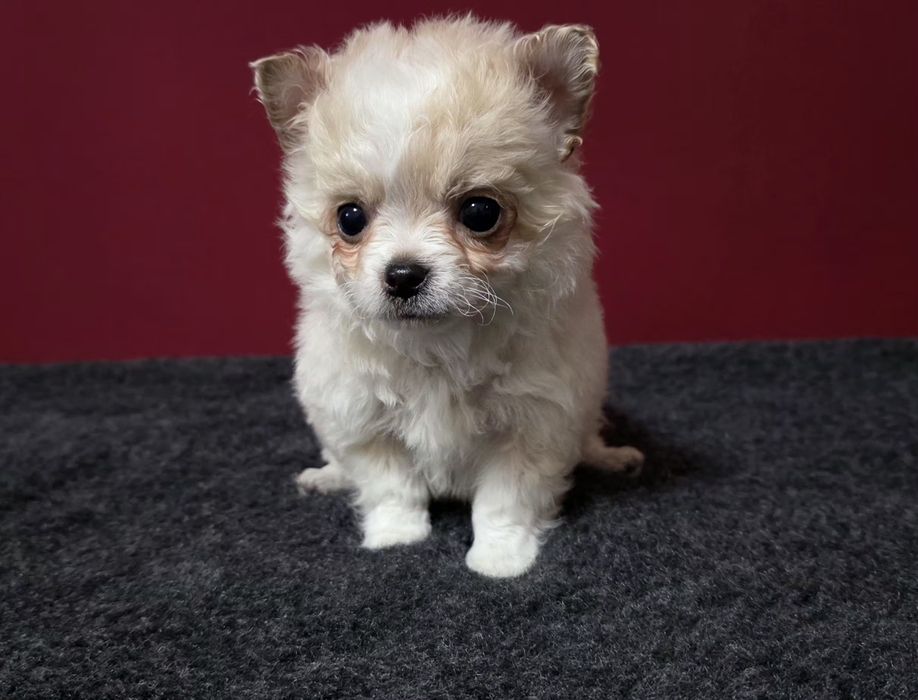 Chihuahua de pelo comprido