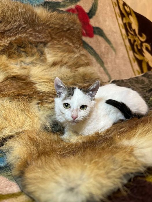 Котёнок 3 месяца