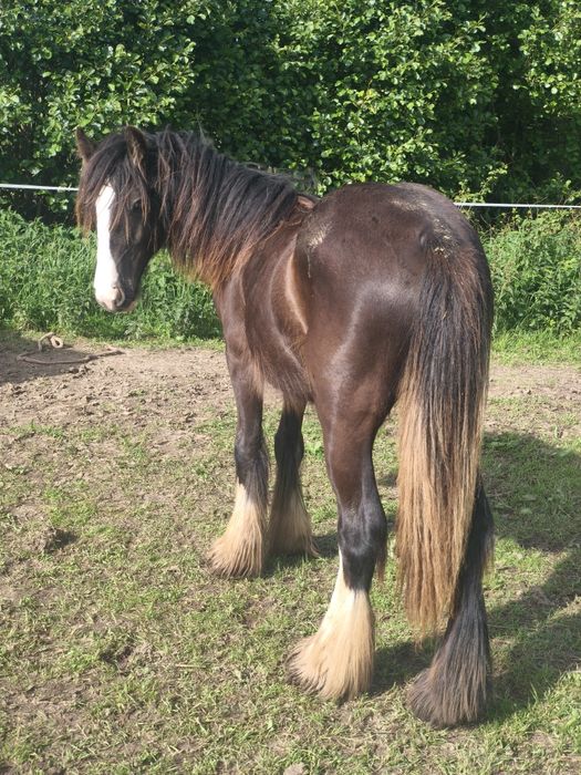 Wicca - klaczka irish cob 2025