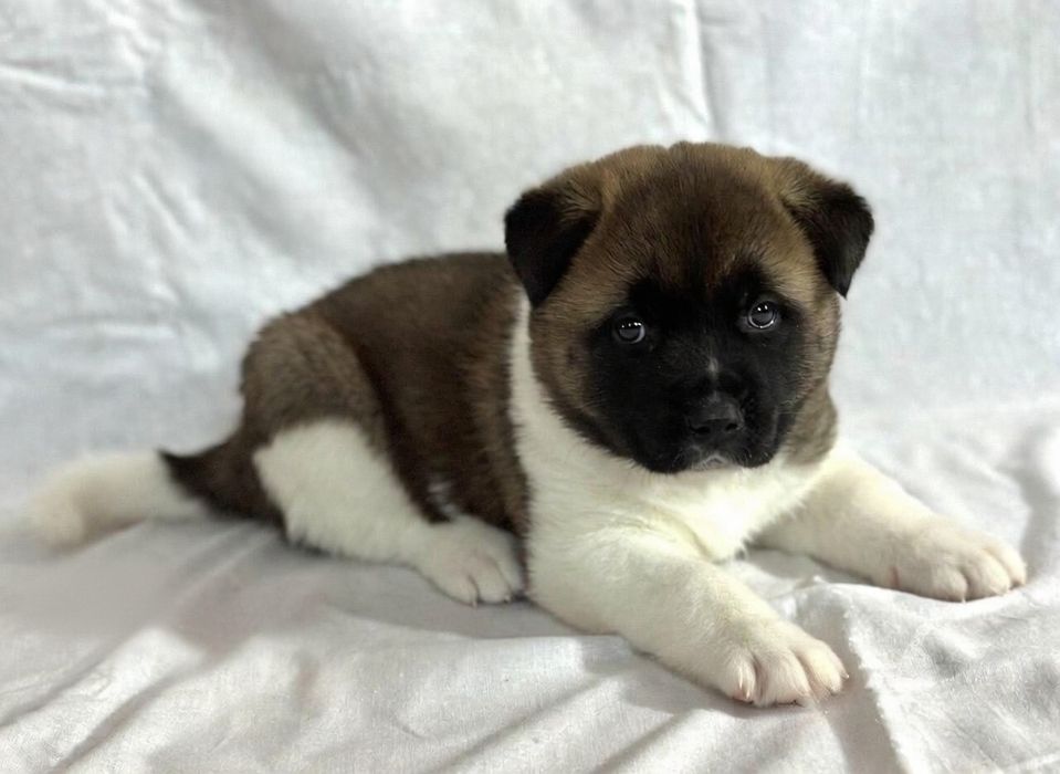 Цуценята Американської акіти