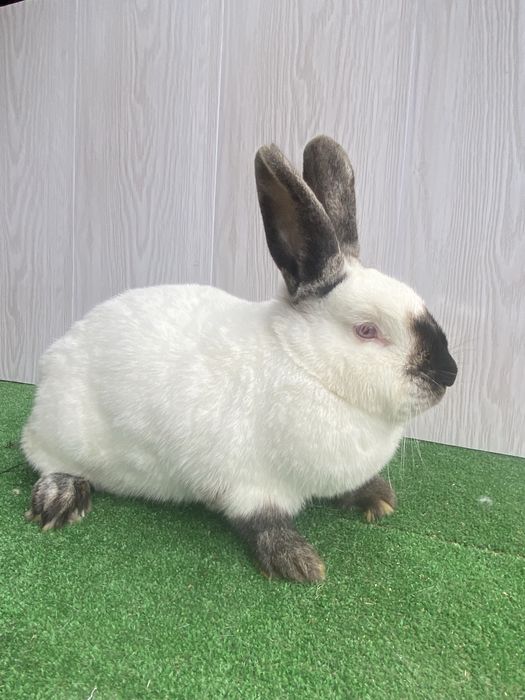 Каліфорнія різного віку