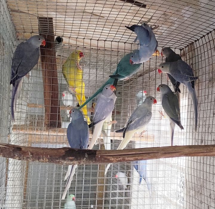 Ring necks novos, adultos e criados a mão