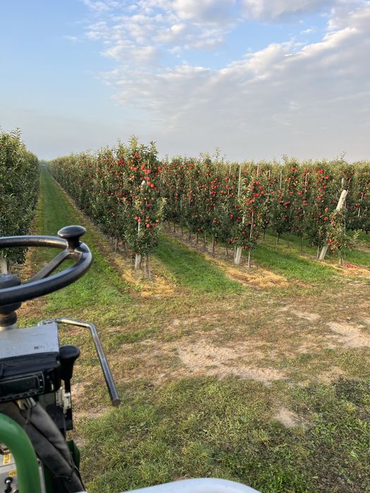 Sad jabłoniowy Gala Brookfield 1.53 ha