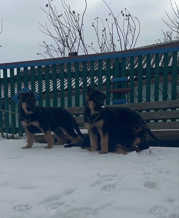 цуценята вівчарки 2,5