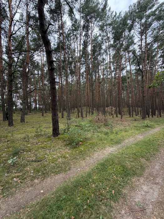 Działka leśna o pow. 0,42 ha - Więcej