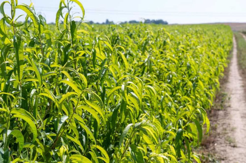 Саджанці хурми, ківі, інжиру, гранату, актинидії, ирги, аронії, кизилу
