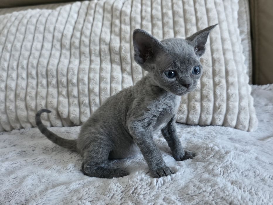 Devon Rex - Dostępna Niebieska  Dziewczynka - Trójmiasto
