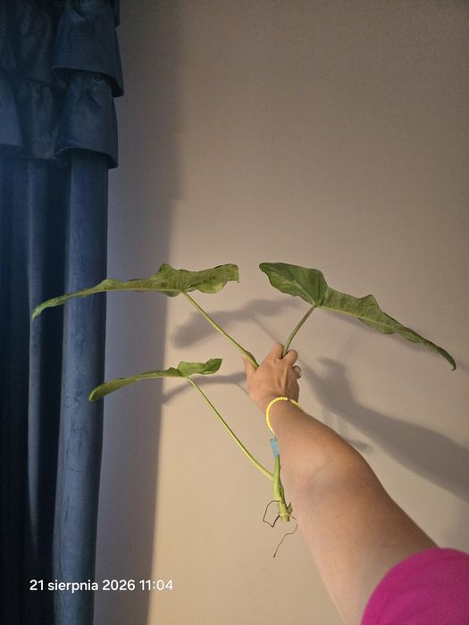 Ogromny szczyt philodendron paraiso verde  variegata