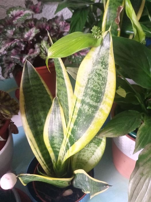 Plantas de interior e exterior