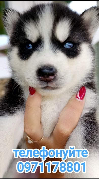 Малюки-сибірські хаски чекають саме на тебе