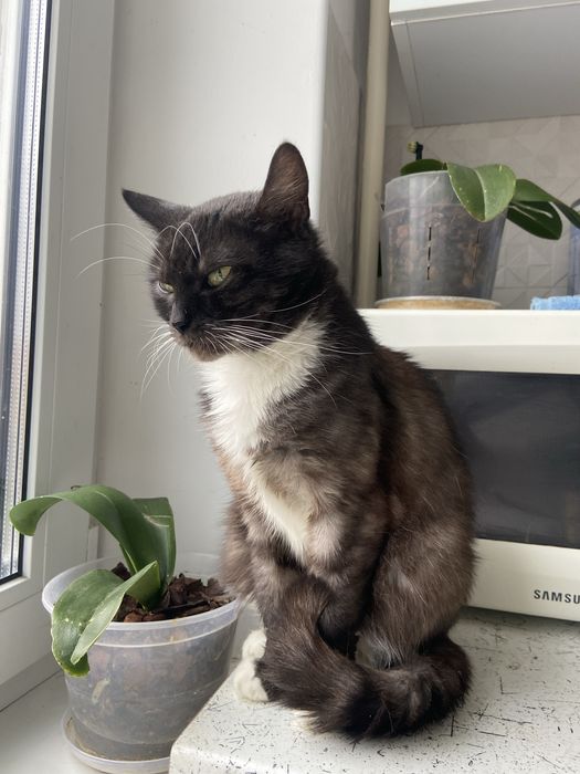 Шукаємо відповідальну сімʼю