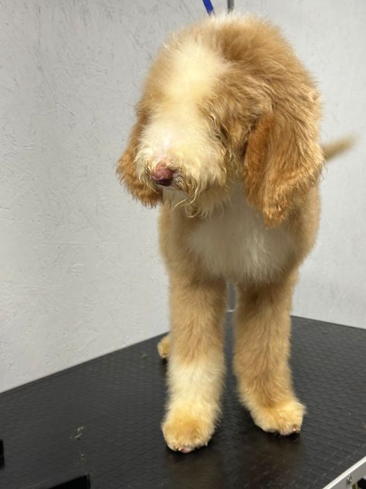 Королевский китайский гигант пудель/лабродудль
