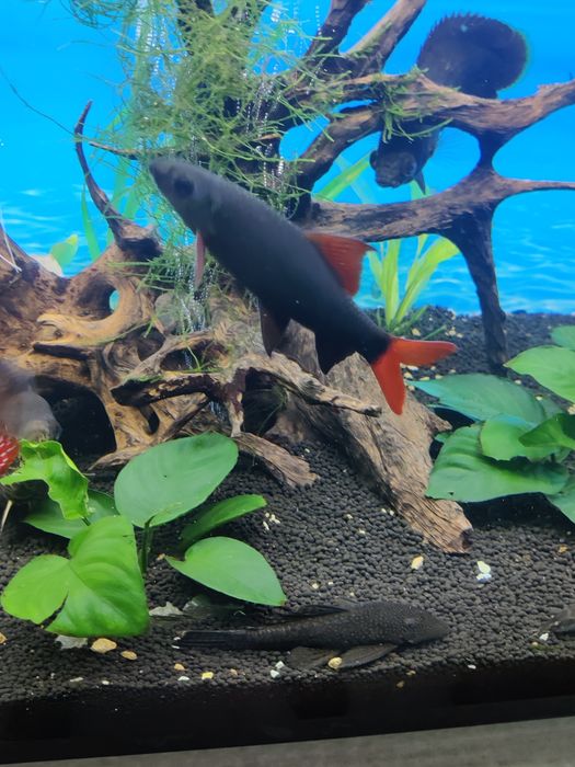Peixes tropicais