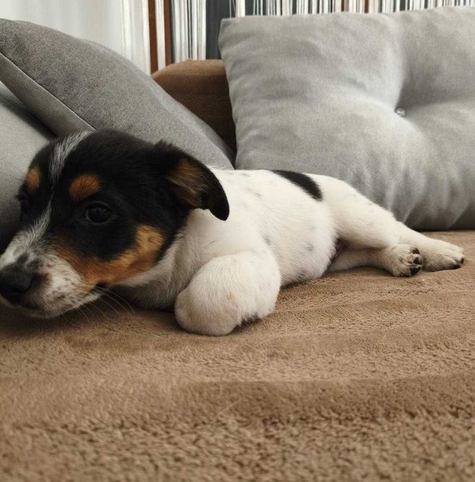 Собака Джек Рассел