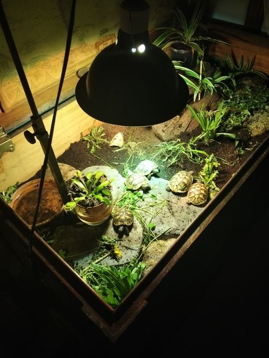 Terrário  de madeira