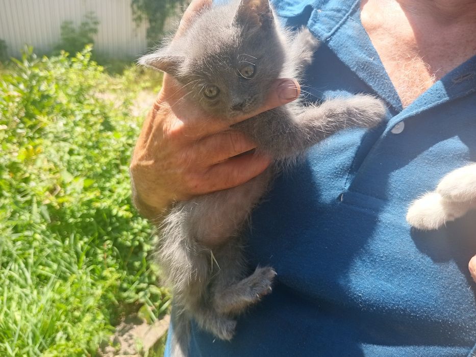 Кошеня в добрі руки