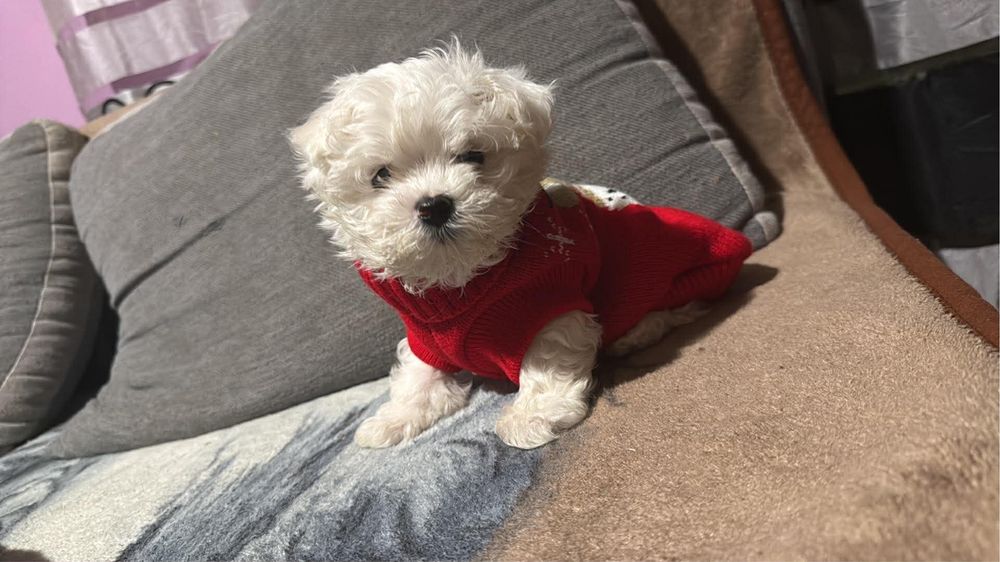 Maltanczyk Chlopczyk